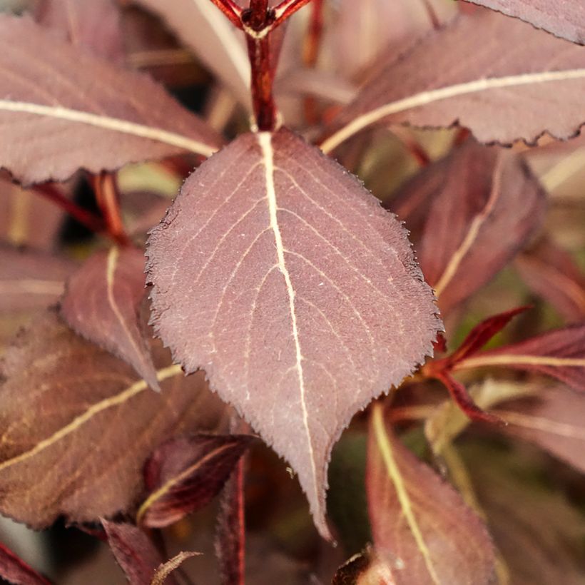 Weigela Electric Love (Feuillage)