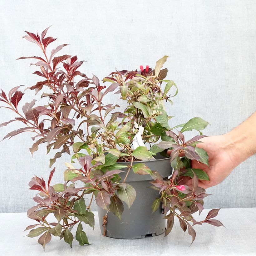 Spécimen de Weigela Electric Love Pot de 2L/3L tel que livré en été