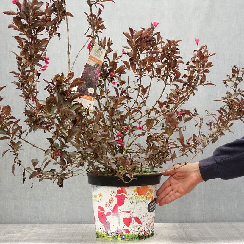 Spécimen de Weigela florida Alexandra - Weigélia Pot de 4L/5L tel que livré au printemps