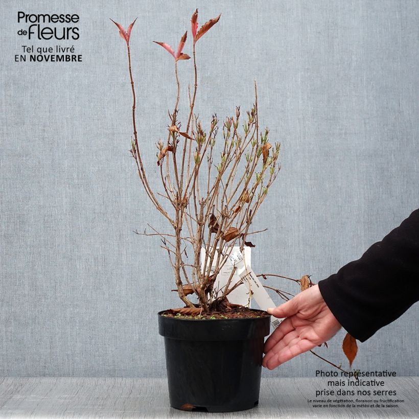 Spécimen de Weigela florida Big Love Pot de 3L/4L tel que livré en automne