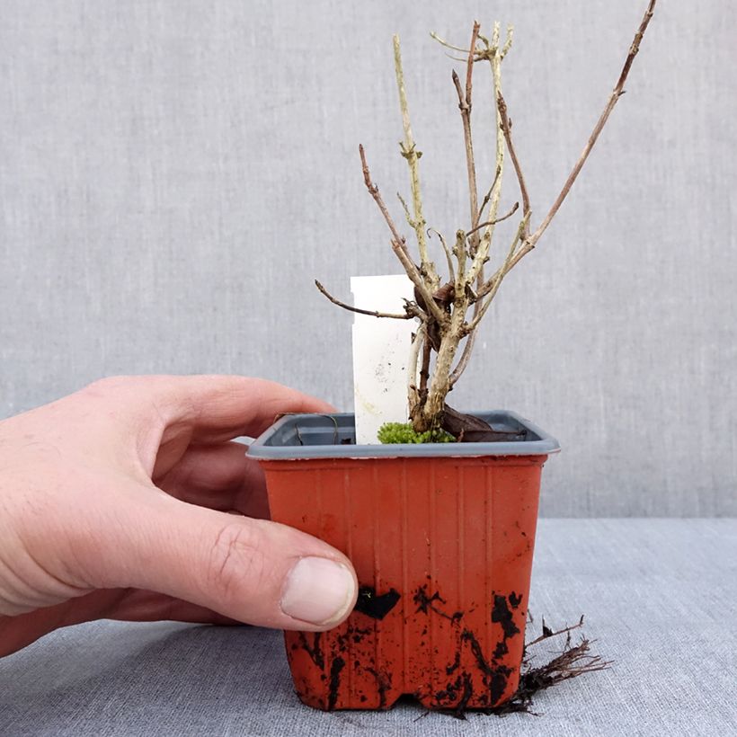 Spécimen de Weigela florida Brigela Godet de 8/9 cm tel que livré en hiver