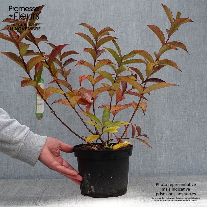 Spécimen de Weigela florida Bristol Ruby Pot de 2L/3L tel que livré en automne