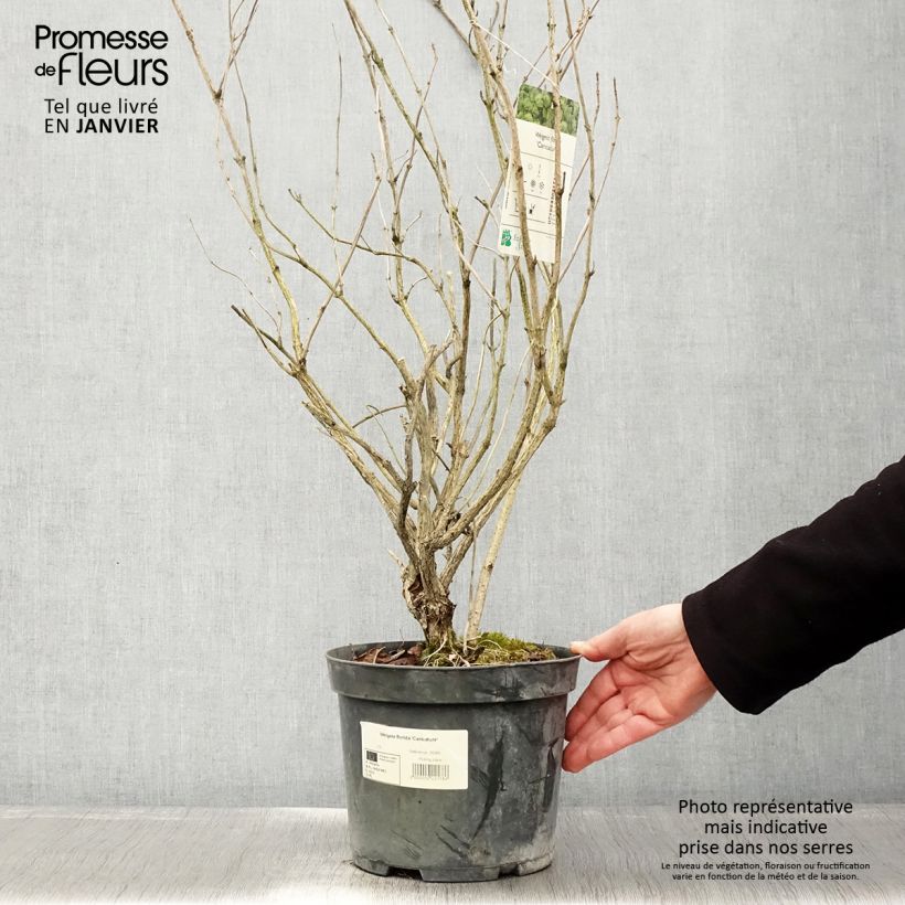 Spécimen de Weigela florida Caricature - Weigélia Pot de 4L/5L tel que livré en hiver