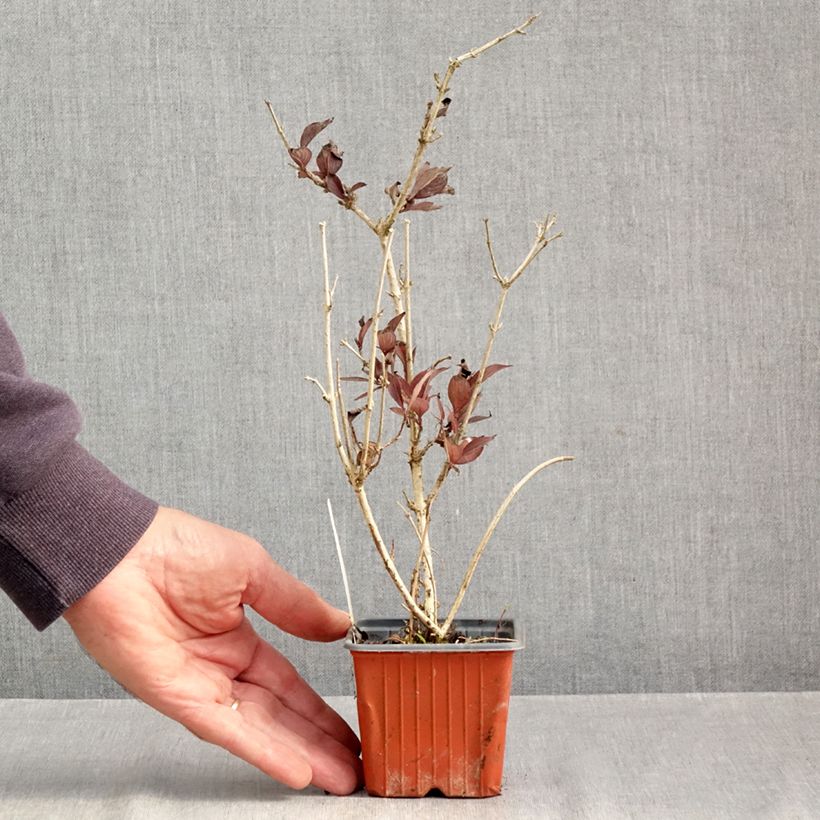 Spécimen de Weigela florida Foliis Purpureis - Weigela florida Purpurea - Weigelia pourpre Godet de 8/9 cm tel que livré en automne