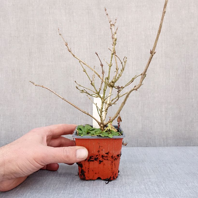 Spécimen de Weigela florida Foliis Purpureis - Weigela florida Purpurea - Weigelia pourpre Godet de 8/9 cm tel que livré en hiver