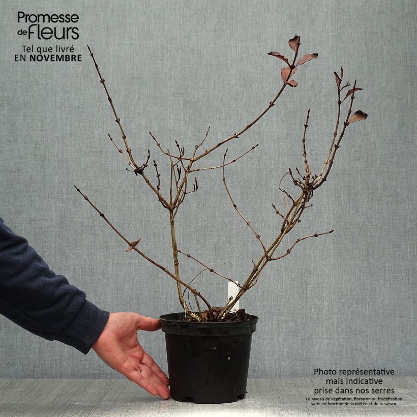 Spécimen de Weigela florida Foliis Purpureis - Weigela florida Purpurea - Weigelia pourpre Pot de 2L/3L tel que livré en automne