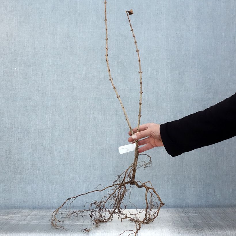 Exemplar von Weigela florida Foliis Purpureis Wurzelnackt wie im Winter geliefert