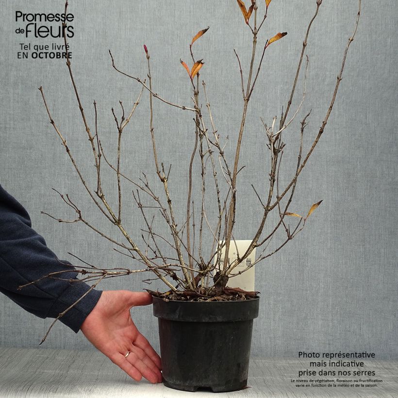 Spécimen de Weigela florida Korea Pot de 2L/3L tel que livré en automne