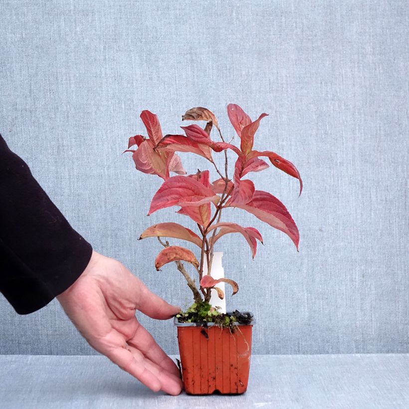 Spécimen de Weigela florida Lime Monster Godet de 8/9 cm tel que livré en automne