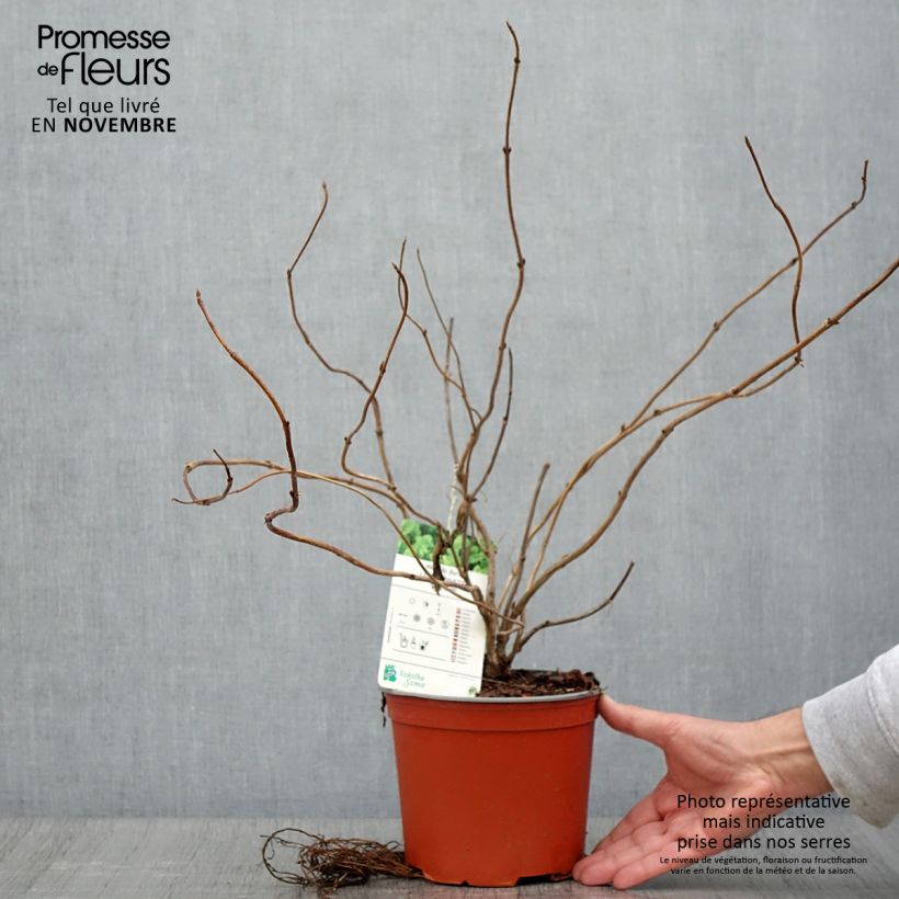 Spécimen de Weigela florida Lime Monster Pot de 3L/4L tel que livré en automne