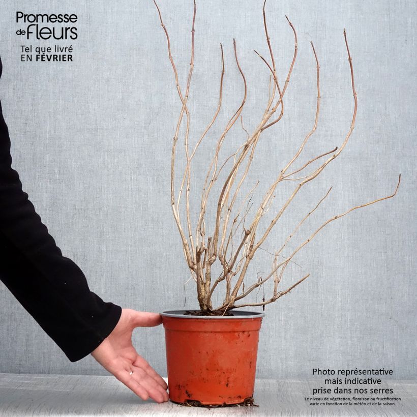 Spécimen de Weigela florida Lime Monster Pot de 3L/4L tel que livré en hiver