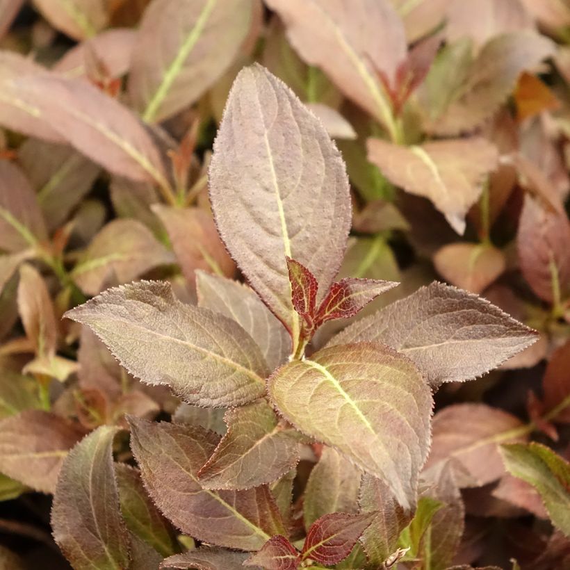 Weigela florida Midnight Wine (Feuillage)