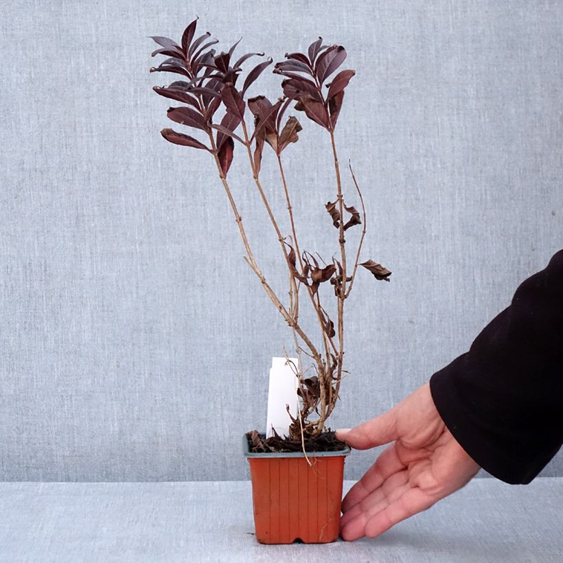 Spécimen de Weigela florida Minor Black Godet de 8/9 cm tel que livré en automne