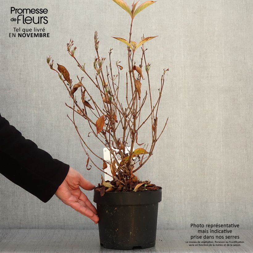 Spécimen de Weigela florida Brigela Pot de 2L/3L tel que livré en automne