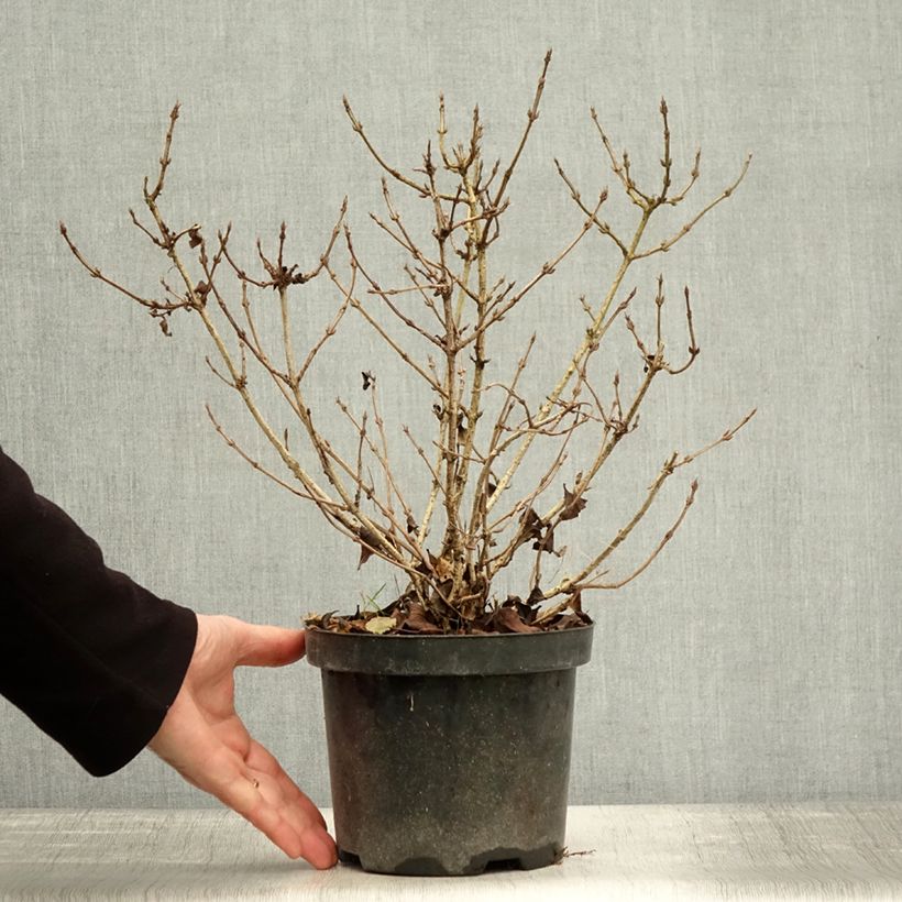 Spécimen de Weigela florida Nana Purpurea - Weigélia pourpre nain  Pot de 3L/4L tel que livré en automne
