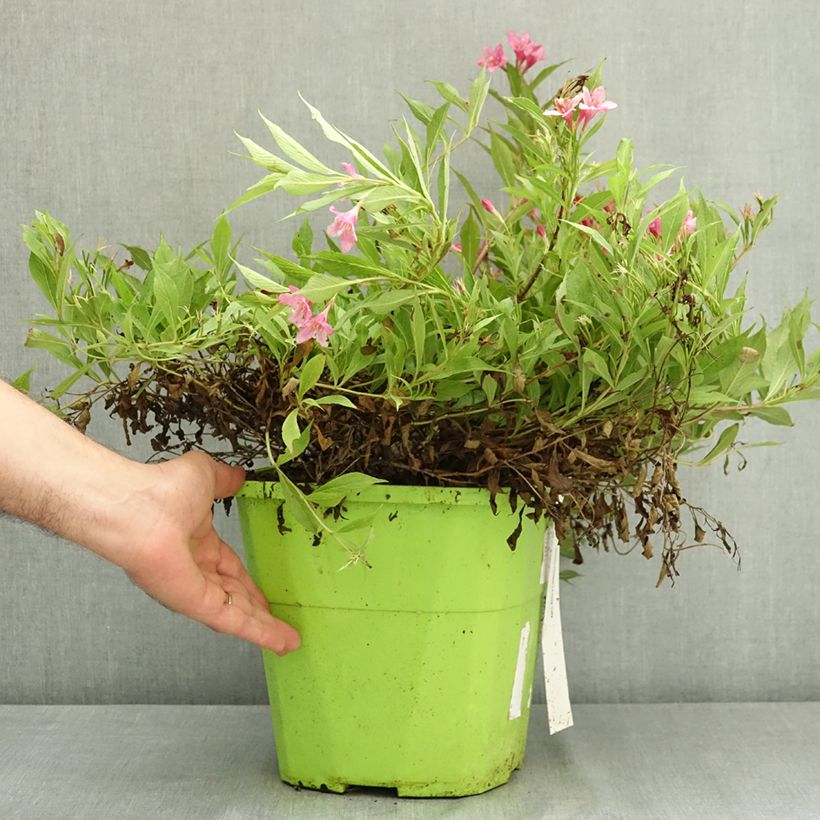 Spécimen de Weigela florida Picobella Rosa - Weigélia nain  Pot de 7,5L/10L tel que livré en été