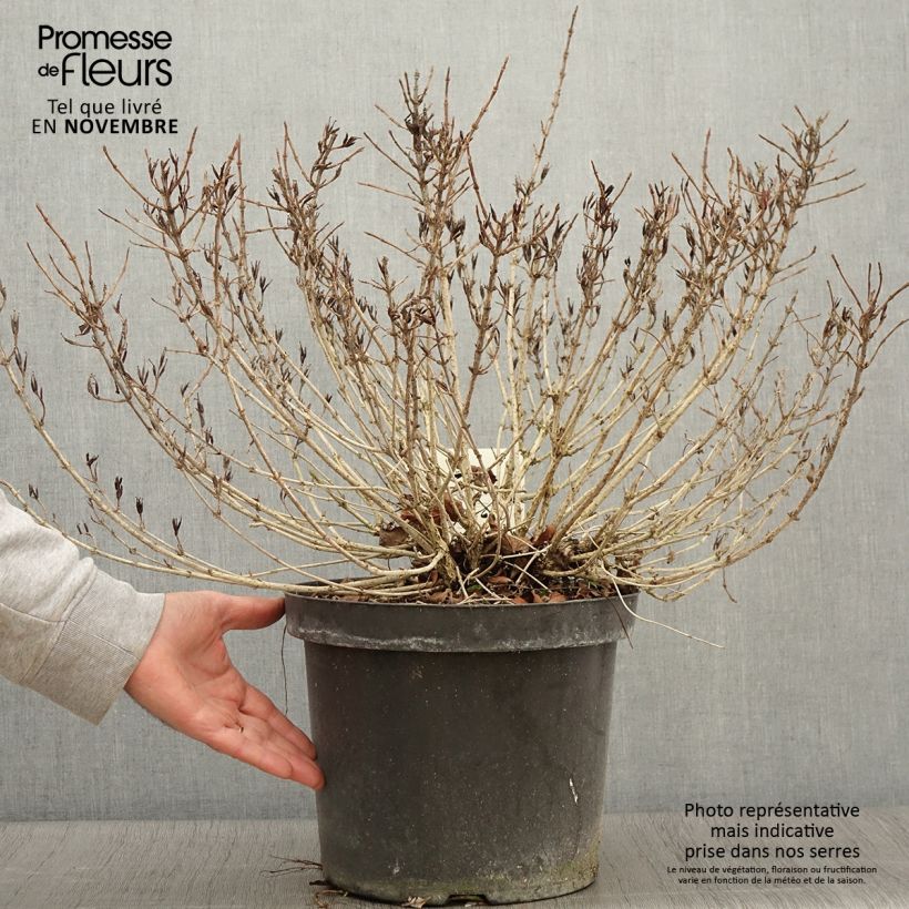 Spécimen de Weigela florida Pink Poppet Pot de 7,5L/10L tel que livré en automne