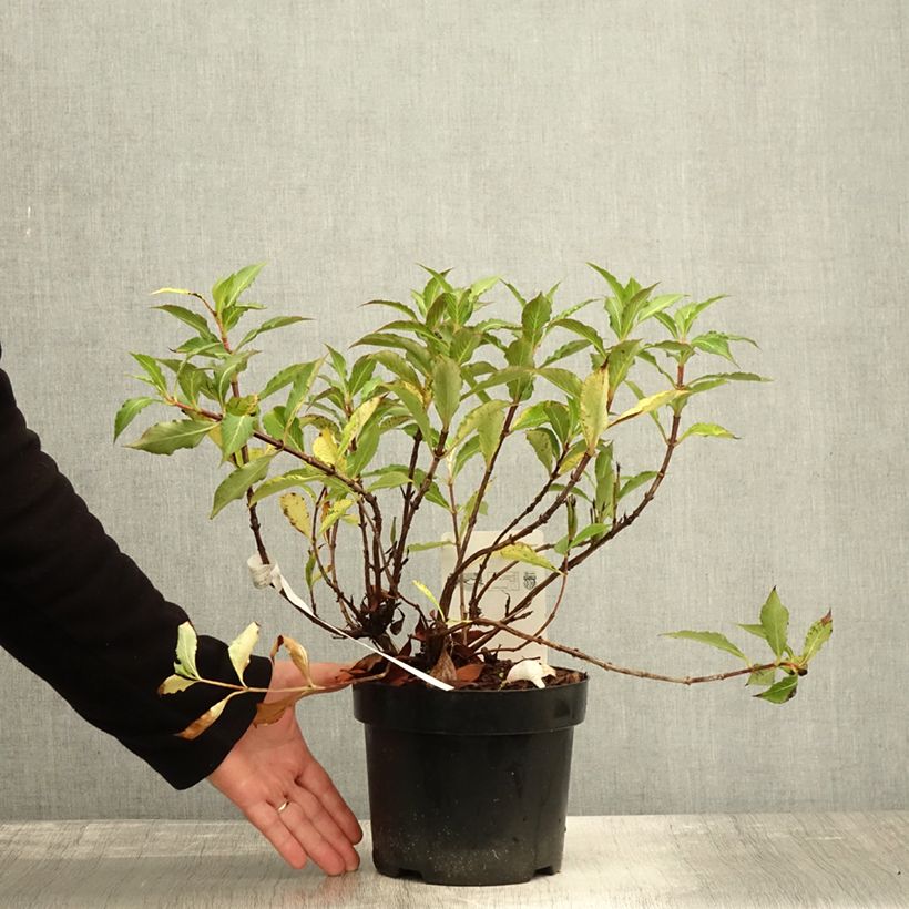 Spécimen de Weigela florida Pink Poppet Pot de 3L/4L tel que livré en automne