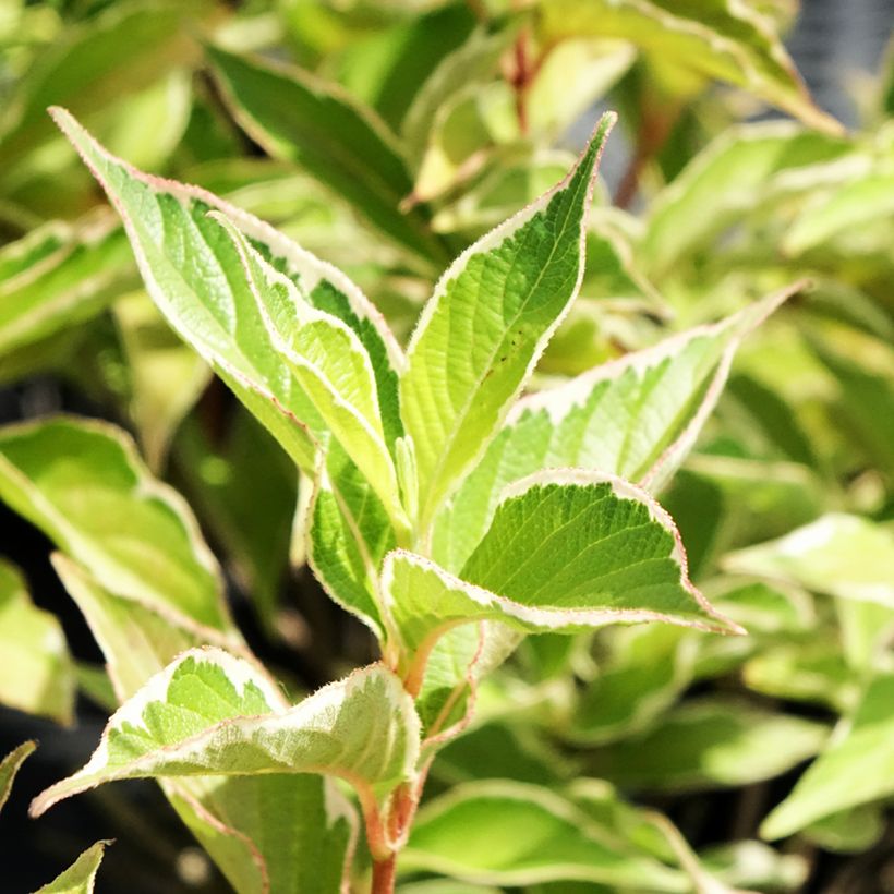 Weigela florida Suzanne (Feuillage)