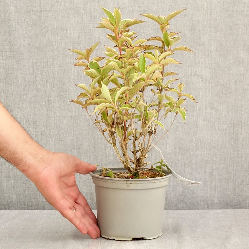 Spécimen de Weigela florida Suzanne Pot de 2L/3L tel que livré en été
