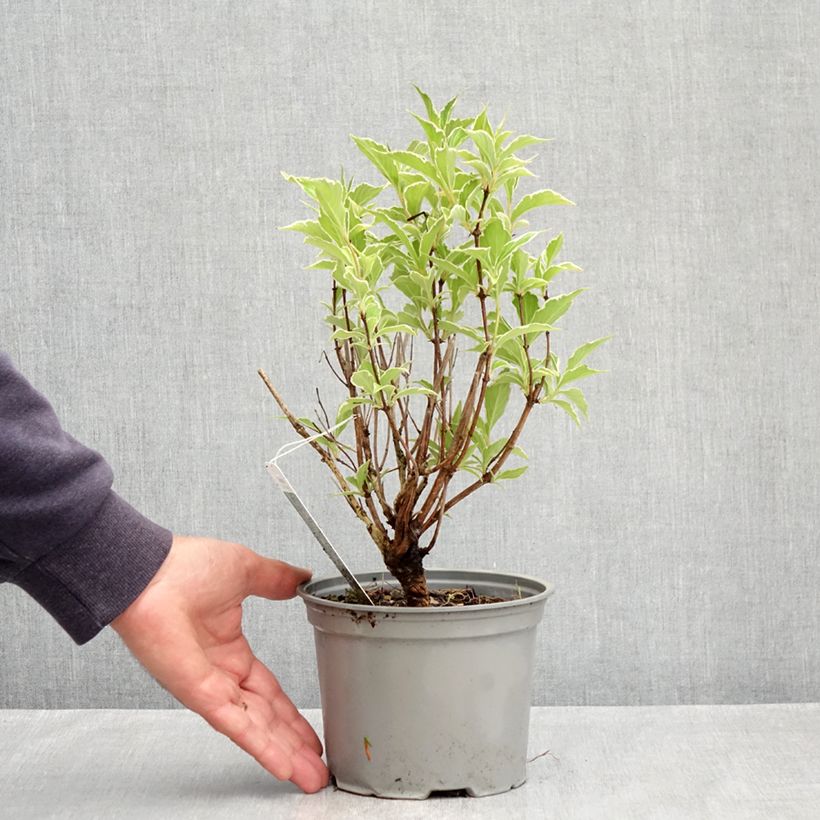 Spécimen de Weigela florida Suzanne Pot de 2L/3L tel que livré au printemps