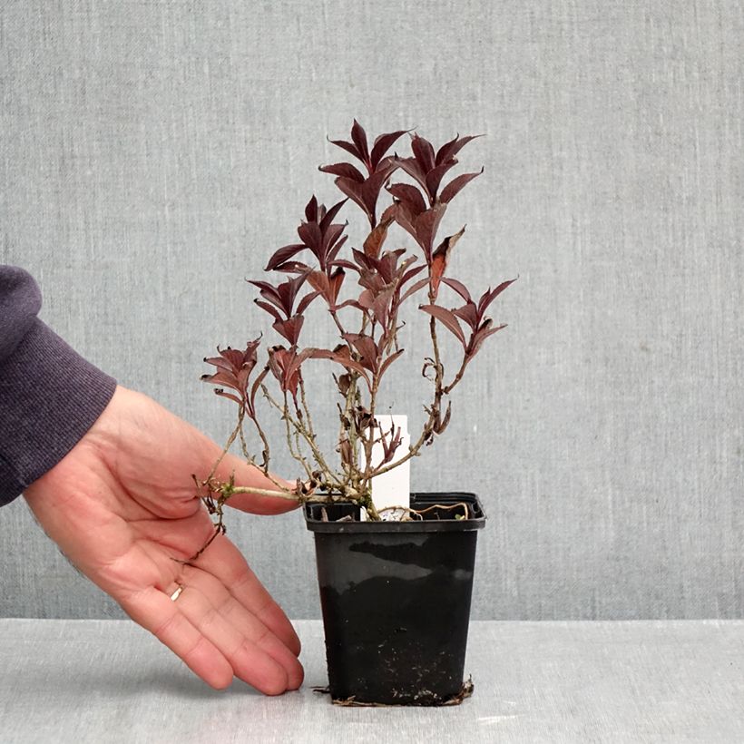 Spécimen de Weigela florida Victoria Godet de 8/9 cm tel que livré en automne