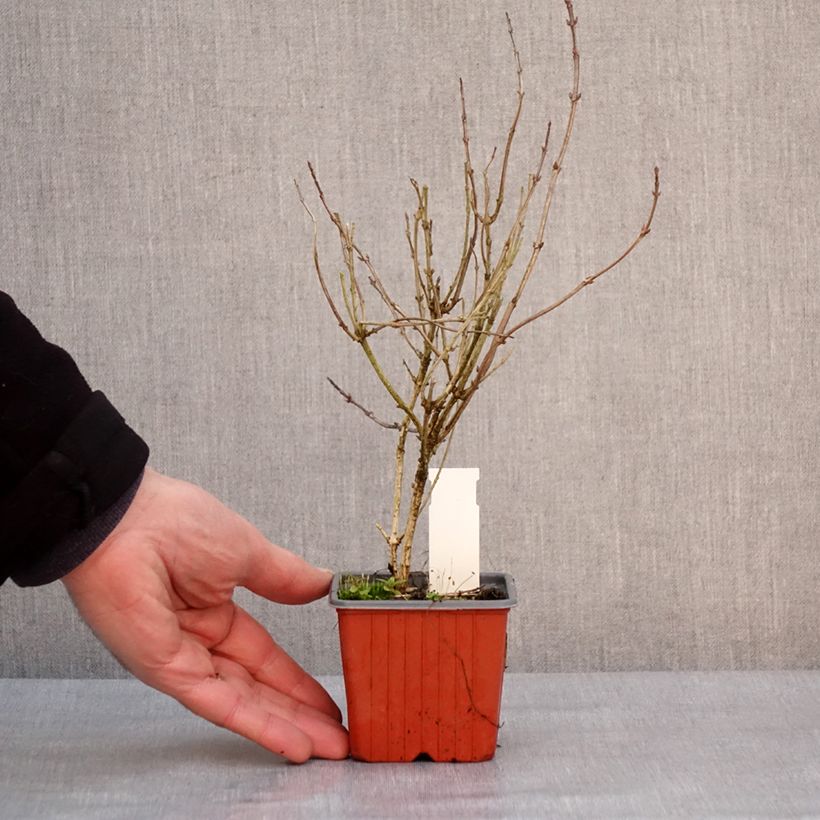 Spécimen de Weigela florida Victoria Godet de 8/9 cm tel que livré en hiver