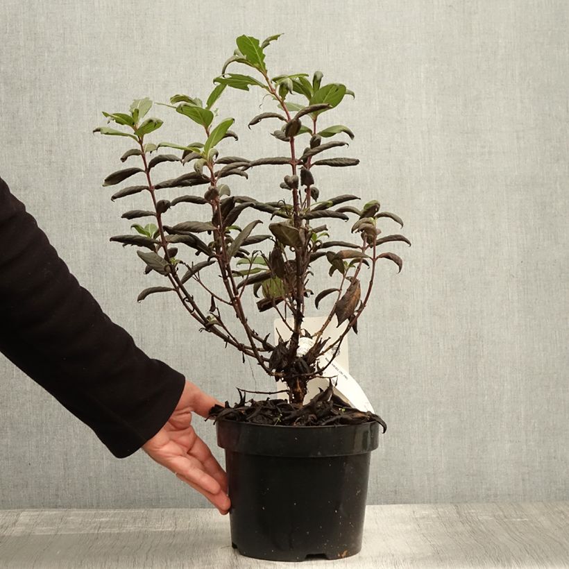 Spécimen de Weigela florida Vintage Love Pot de 2L/3L tel que livré en automne