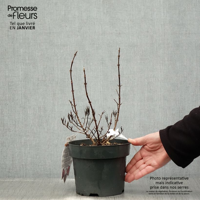 Spécimen de Weigela florida Vintage Love Pot de 2L/3L tel que livré en hiver