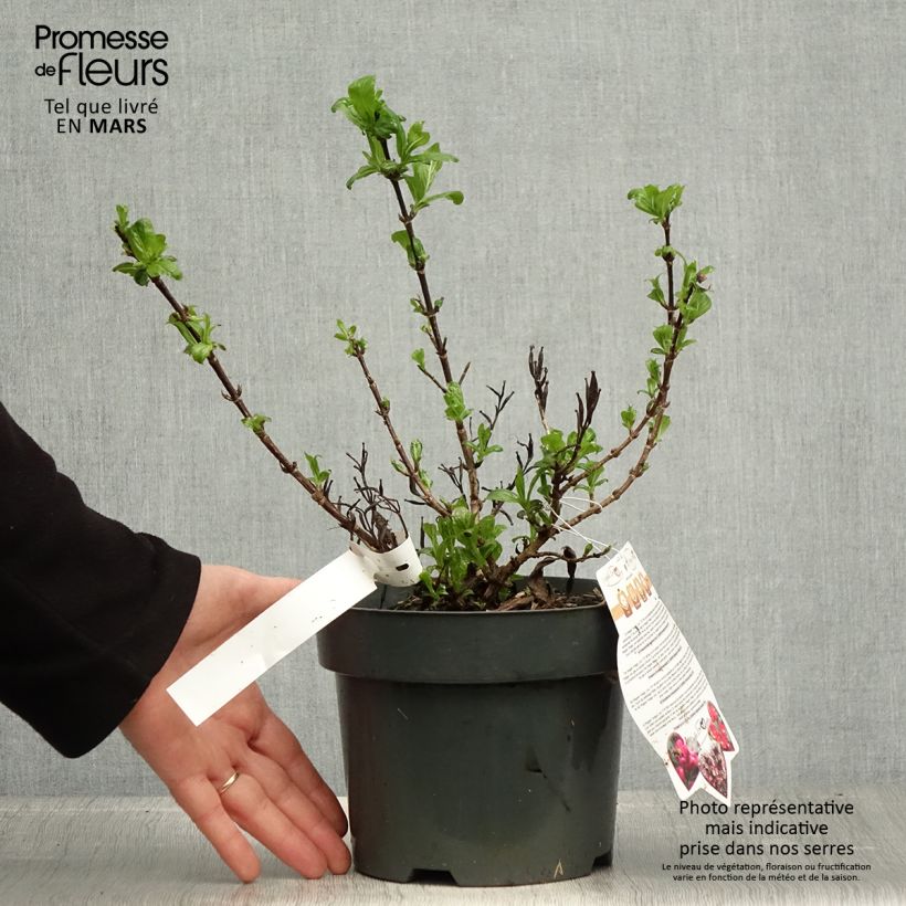 Spécimen de Weigela florida Vintage Love Pot de 2L/3L tel que livré au printemps