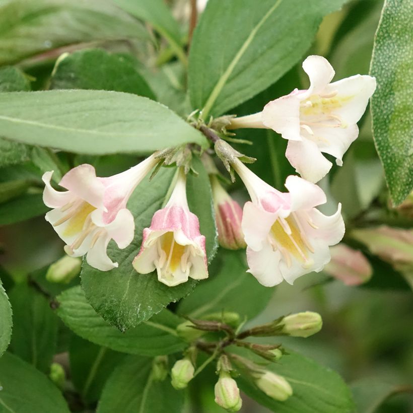 Weigela florida Vintage Love (Floraison)
