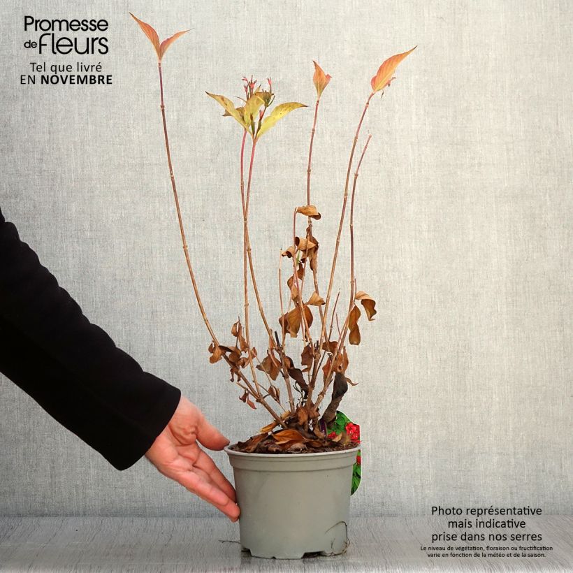 Spécimen de Weigela hybride Eva Rathke Pot de 2L/3L tel que livré en automne