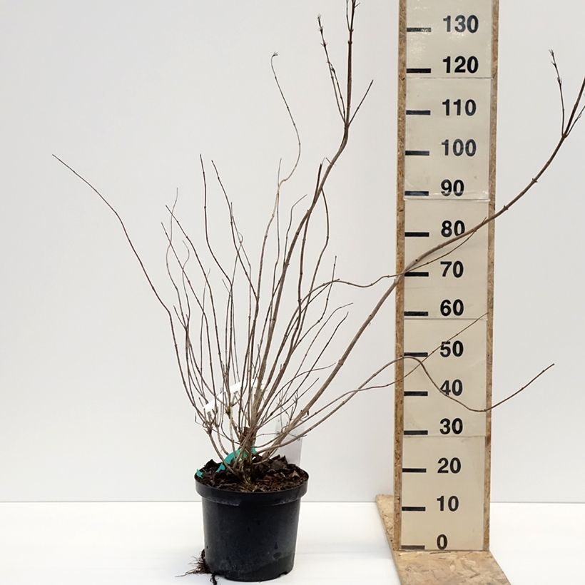 Spécimen de Weigela hybride Red Prince Pot de 7,5L/10L tel que livré en hiver