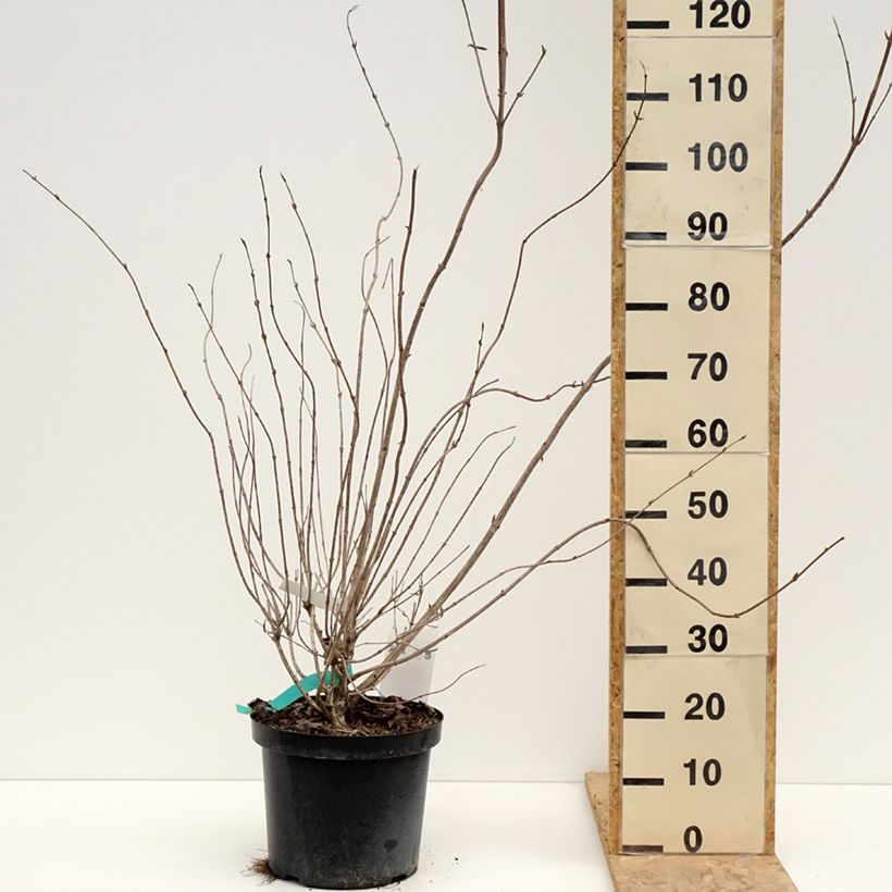 Weigelia Red Prince Vaso da 7,5L/10L esemplare consegnato in primavera