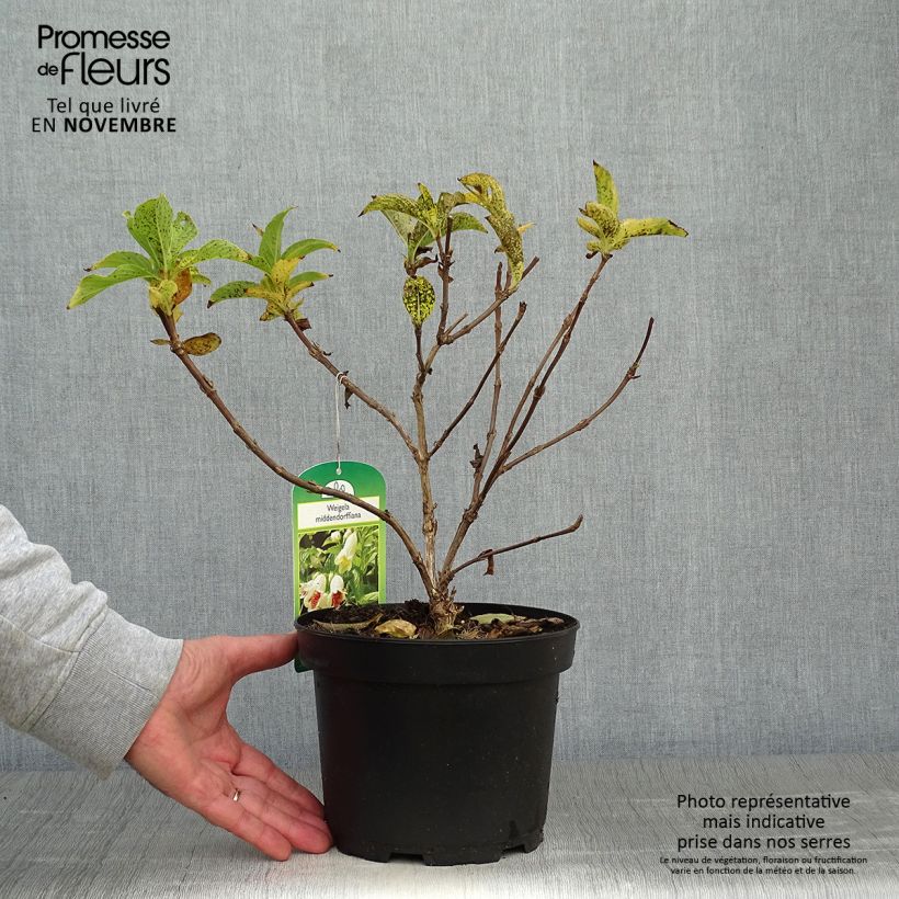 Spécimen de Weigela middendorffiana Pot de 3L/4L tel que livré en automne
