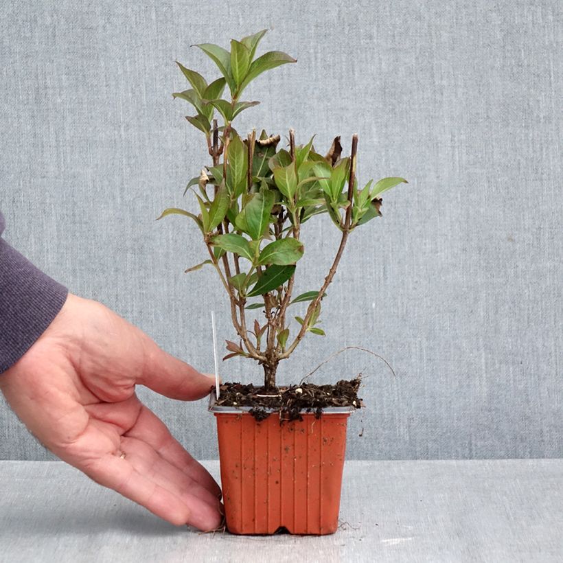 Spécimen de Weigela Minuet Godet de 8/9 cm tel que livré en automne