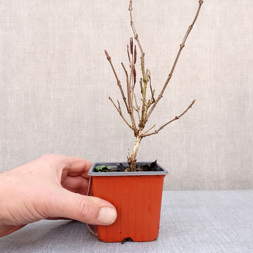 Spécimen de Weigela Minuet Godet de 8/9 cm tel que livré en hiver
