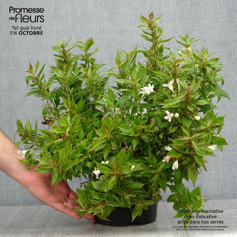 Spécimen de Weigela Picobella Bianco Pot de 3L/4L tel que livré en automne