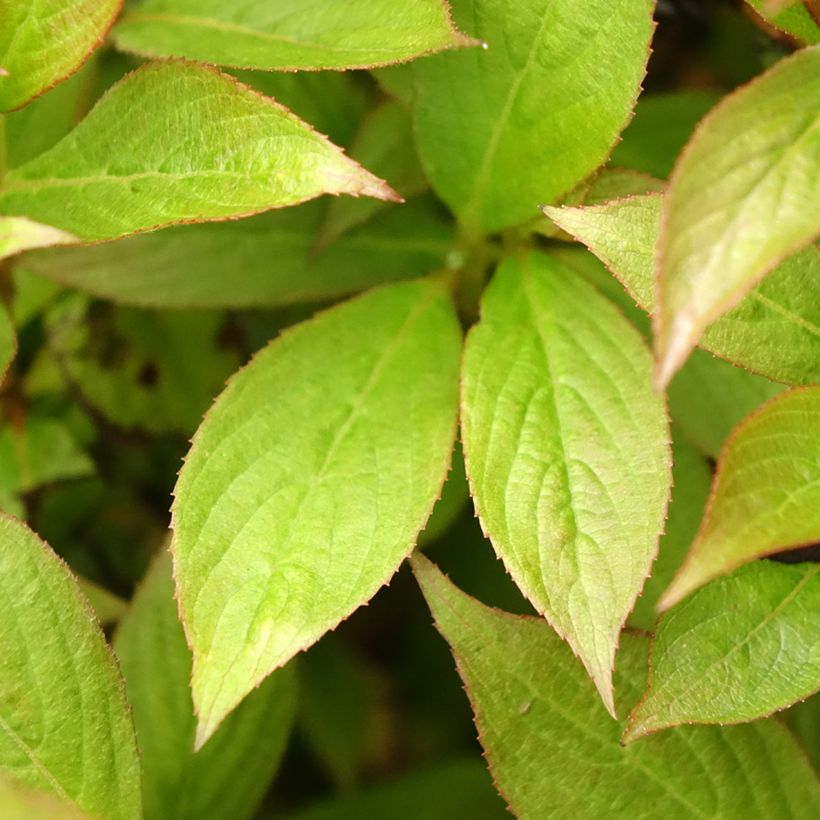 Weigela Picobella Bianco (Feuillage)