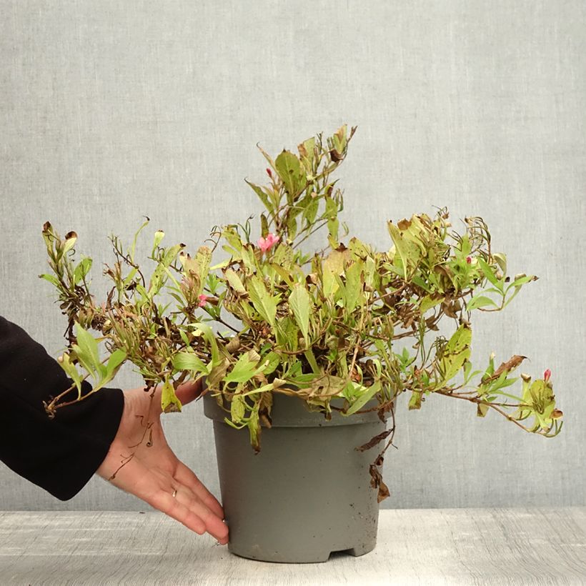 Spécimen de Weigela Picobella Rosso Pot de 2L/3L tel que livré en automne