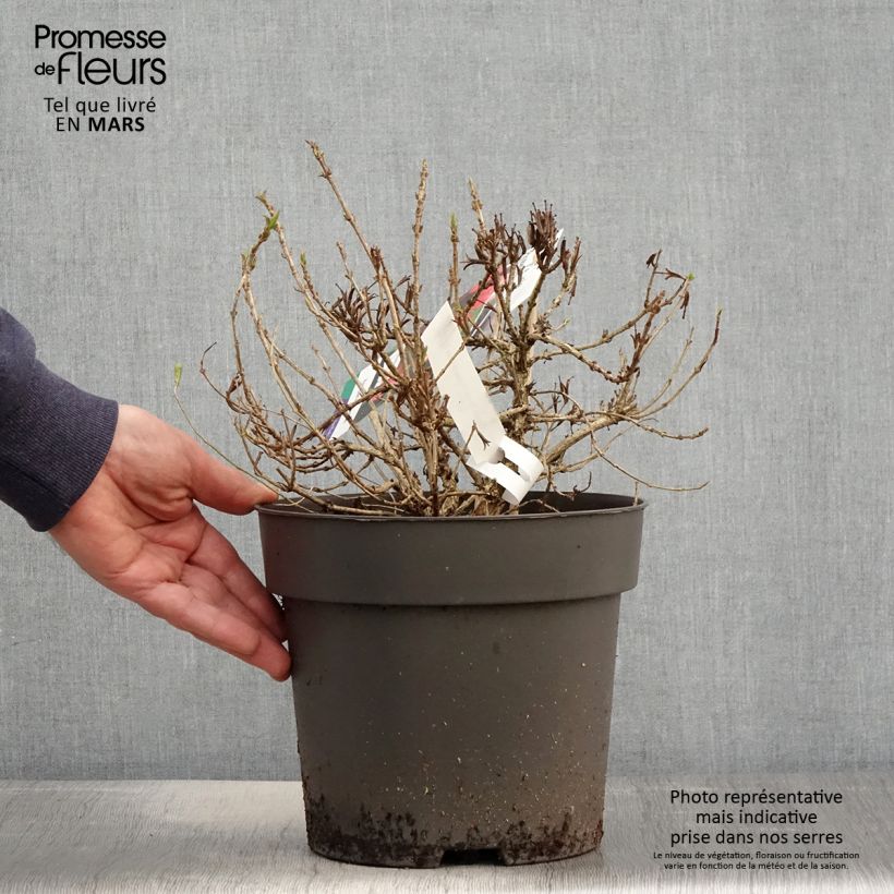 Amostra de Weigélia florida Picobella Rosso Vaso de 2 L/3 L tal como entregue na primavera