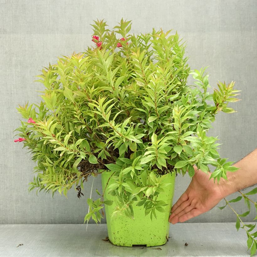 Spécimen de Weigela Picobella Rosso Pot de 7,5L/10L tel que livré en été