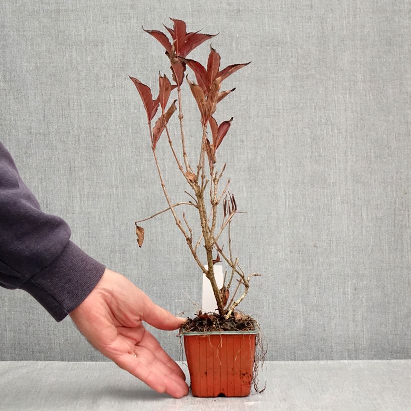 Spécimen de Weigela Rumba Godet de 8/9 cm tel que livré en automne