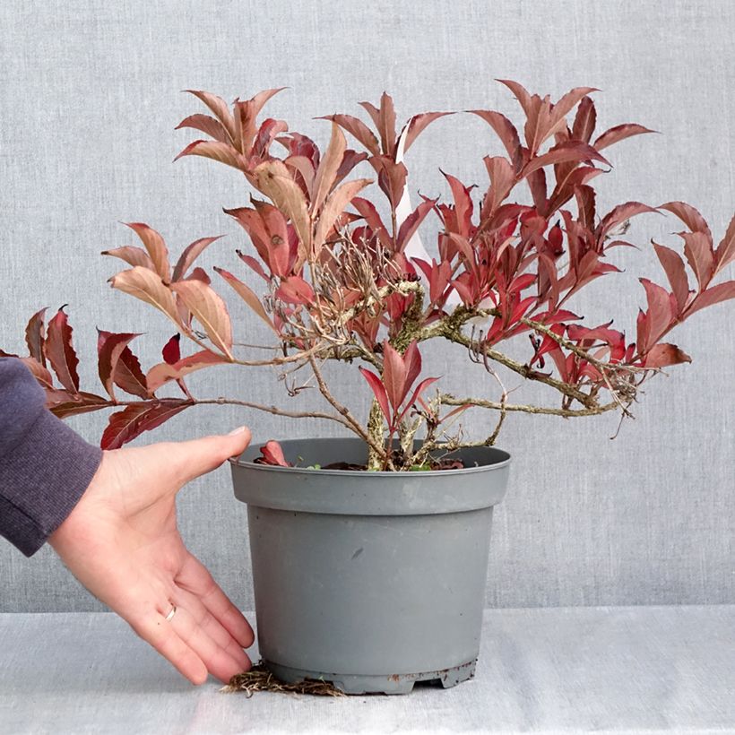 Spécimen de Weigela Rumba Pot de 3L/4L tel que livré en automne