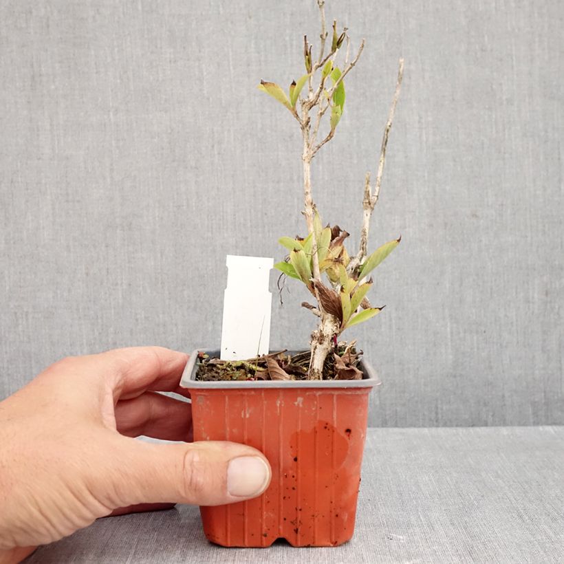 Spécimen de Weigela Snowflake Godet de 8/9 cm tel que livré en automne