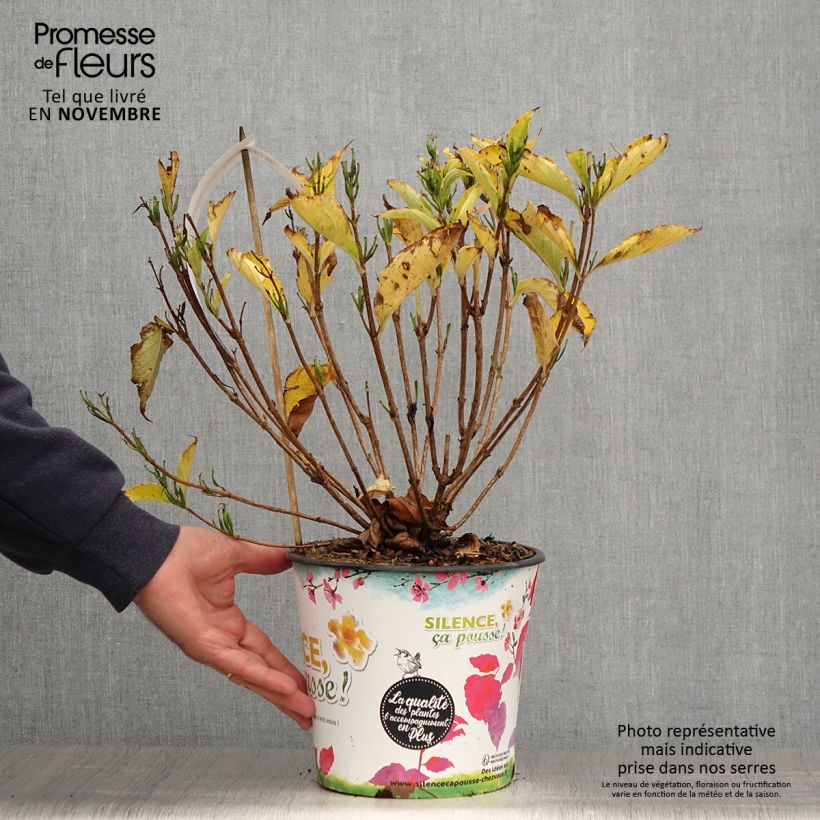 Spécimen de Weigela Snowflake Pot de 3L/4L tel que livré en automne