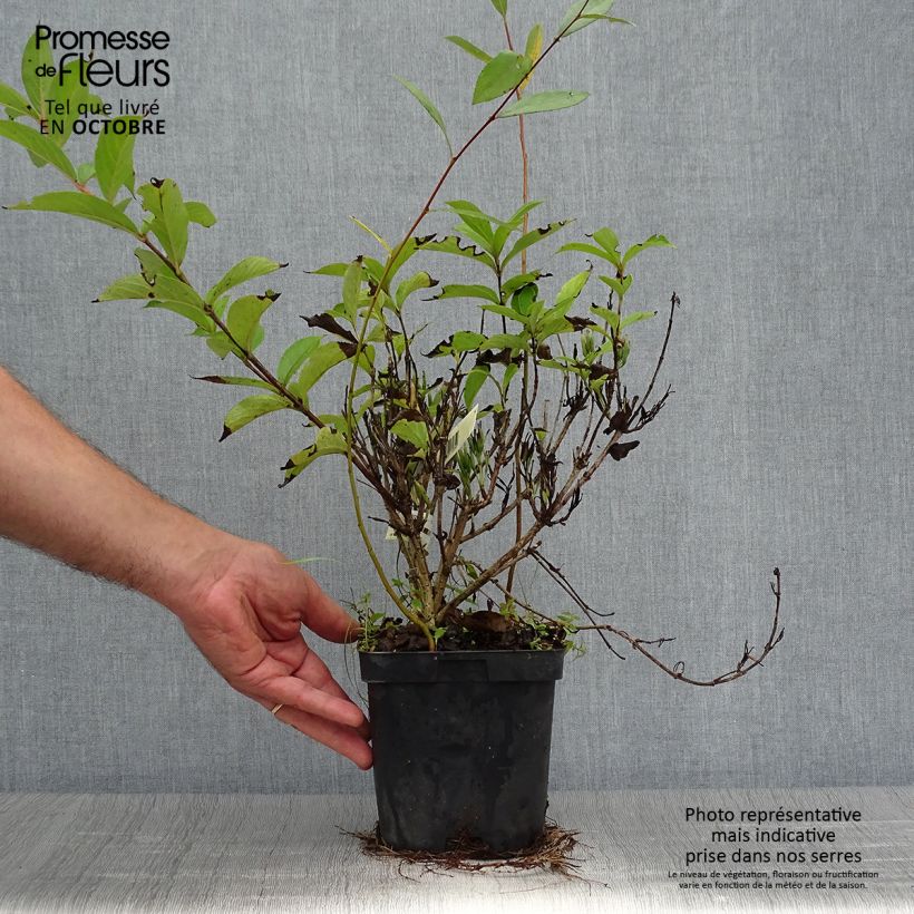 Spécimen de Weigela Stelzneri Pot de 2L/3L tel que livré en automne