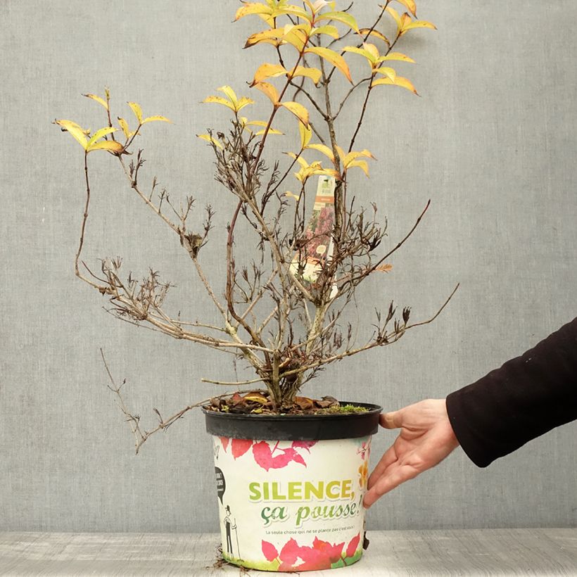 Spécimen de Weigela Stelzneri Pot de 7,5L/10L tel que livré en automne