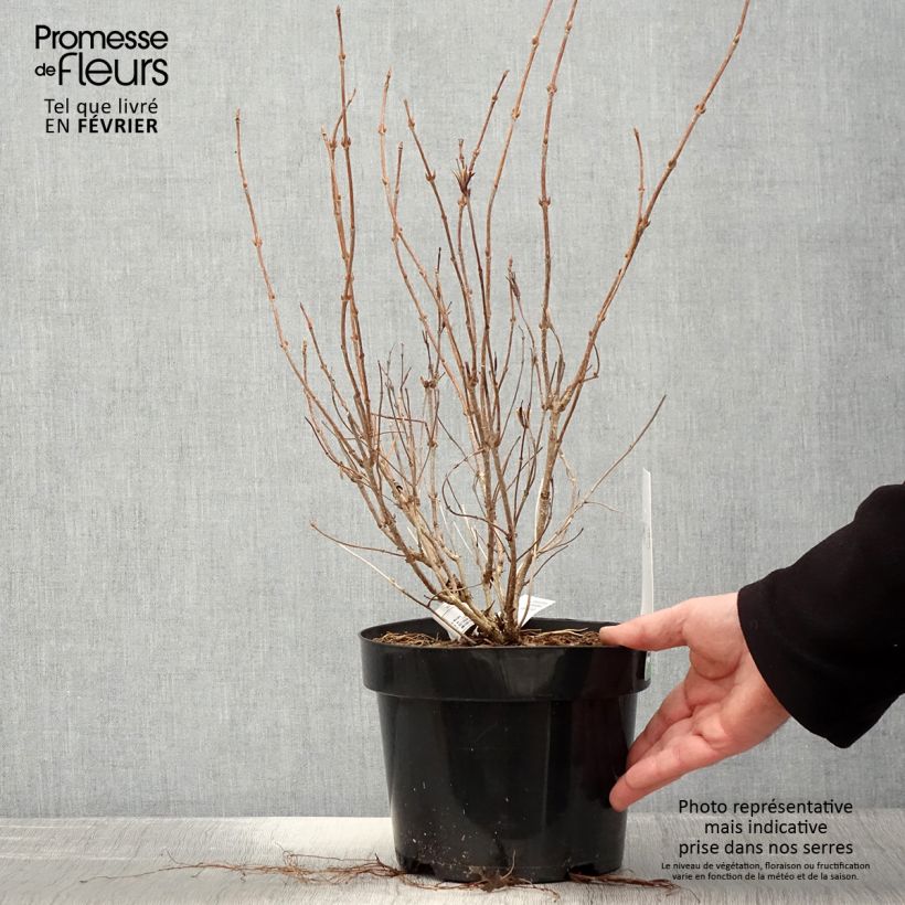 Spécimen de Weigela White Lightning Pot de 2L/3L tel que livré en hiver