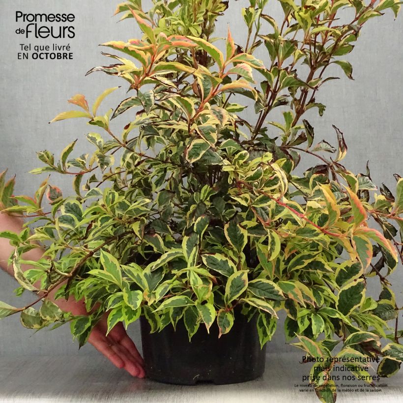 Spécimen de Weigela White Lightning Pot de 7,5L/10L tel que livré en automne